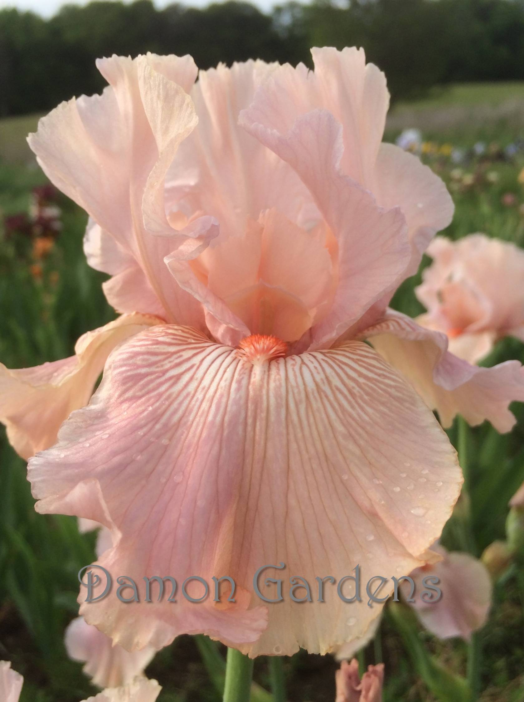 Iris Chinook Dreams